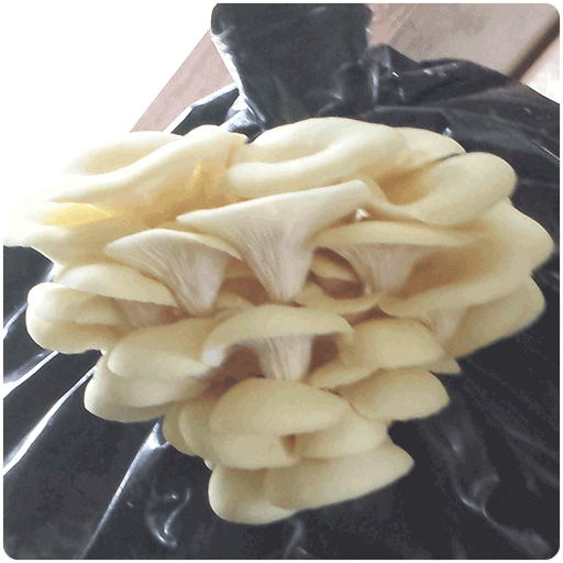 Buy mushroom spawn of Yellow Oyster Mushroom - Fungi Ally