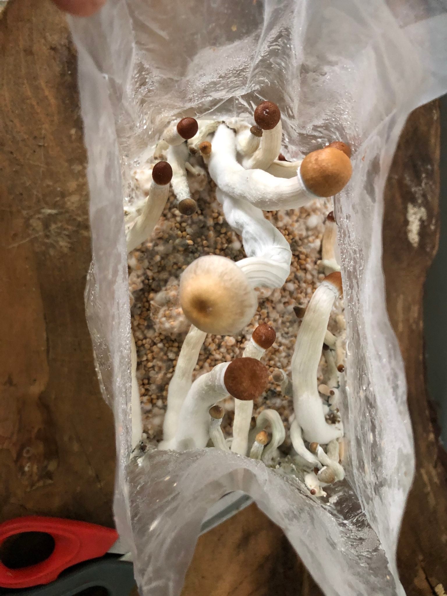 types of edible mushrooms: cubensis