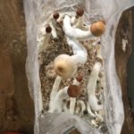 psychedelic mushrooms grow kits