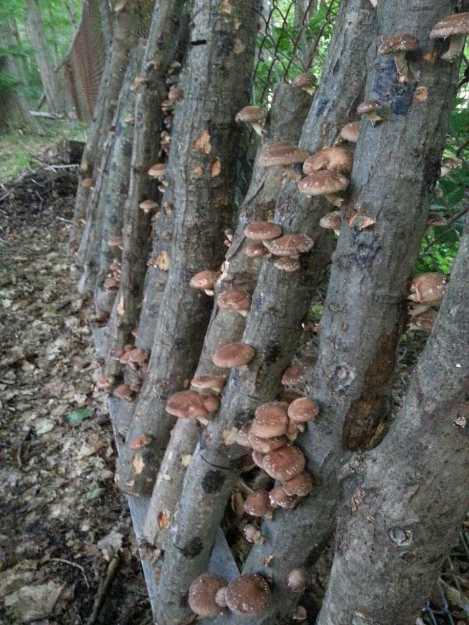 Buy mushroom spawn for abundant shiitake logs