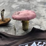 kingdom fungi: wine cap