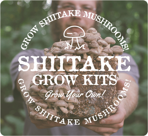Shiitake mushroom growing kit.
