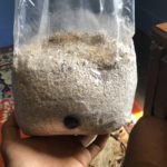 psychedelic mushrooms grow kits