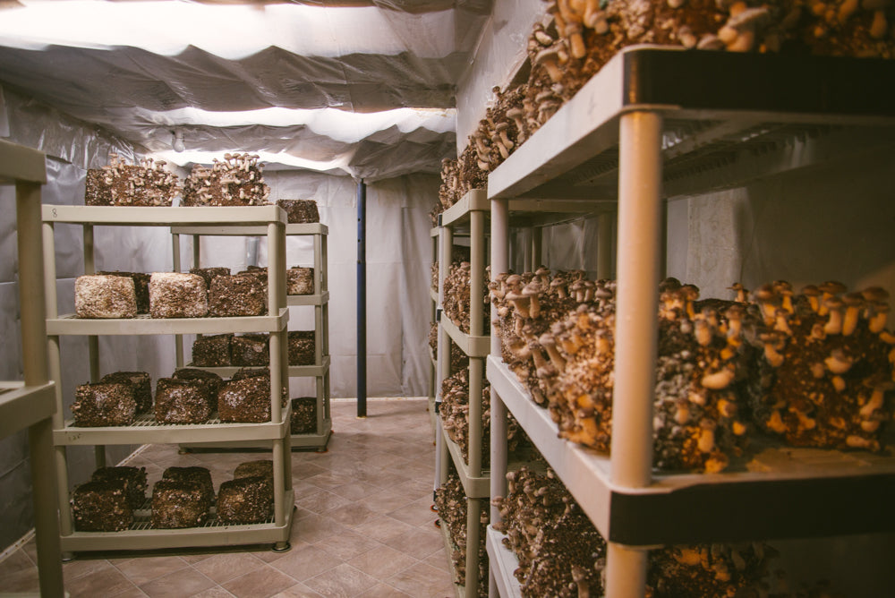 Starting a mushroom farming business: How mushroom farmers can be growing mushrooms indoors at a commercial mushroom farm.