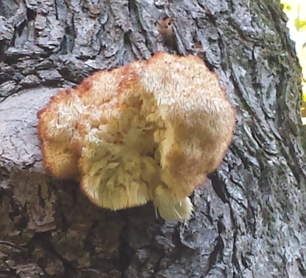 What are mushrooms good for? Eating