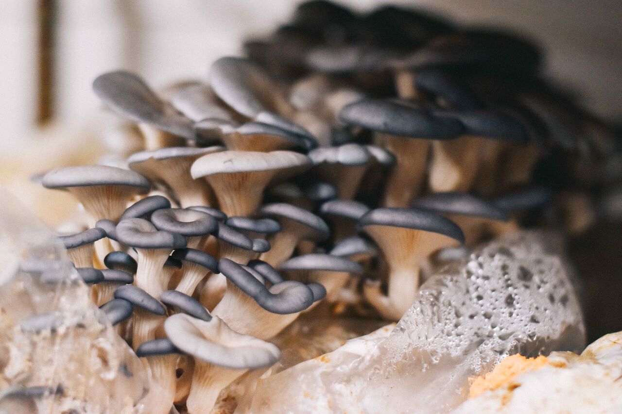 blue oyster mushroom benefits: A blue oyster mushroom recipe