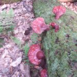 what are mushrooms good for? Reishi mushroom benefits
