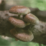 what are mushrooms good for? shiitakes