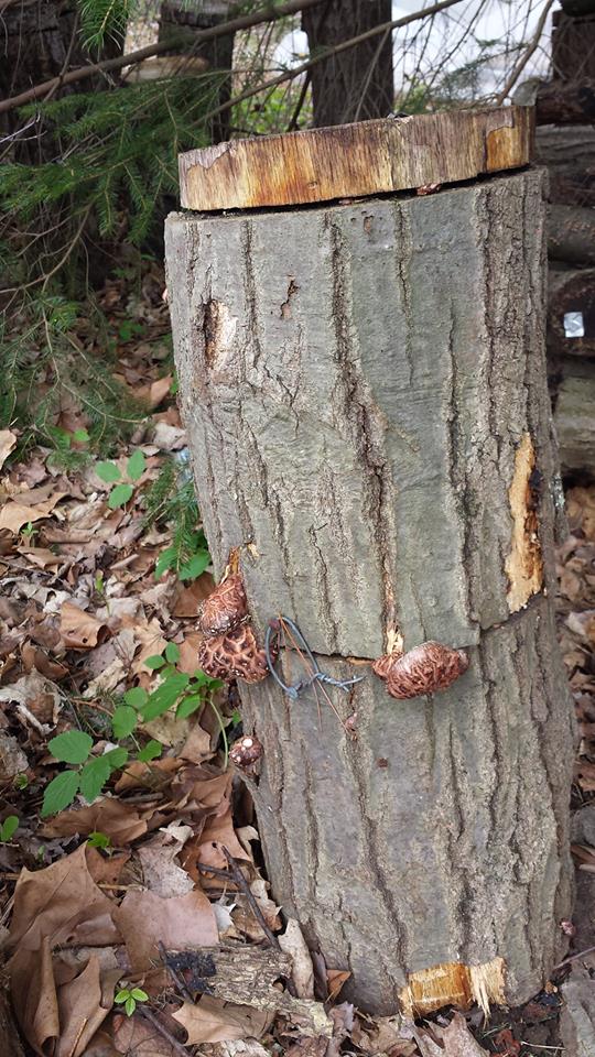 Growing shiitake mushrooms on totems.