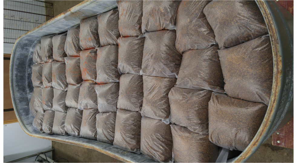 Starting a mushroom farming business for mushroom farmers: Growing mushrooms at a mushroom farm with bags