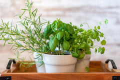 Herbs Growing on Wood Serving Tray