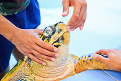 Turtle Being Treated in Conservation Center