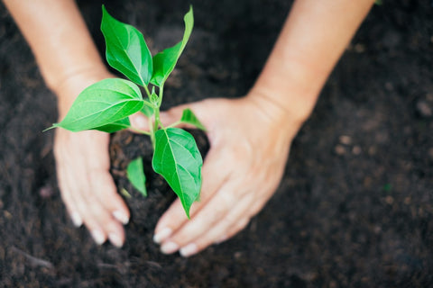 Sapling being planted in dirt