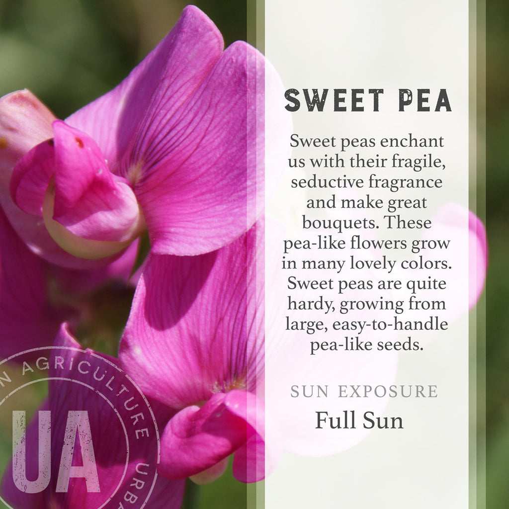 Image result for image for  sweet pea flowers
