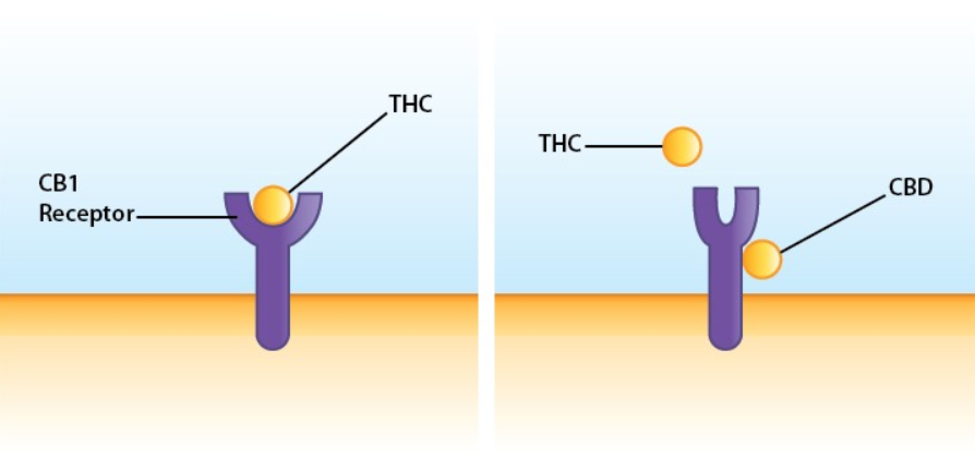 Clip Art about how CB1 receptors interact with CBD and THC