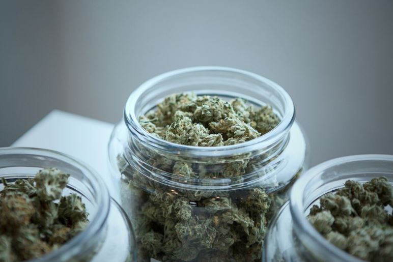 Three glass jar containing cannabis strains