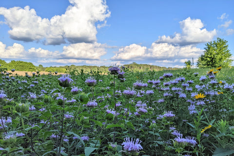 Purple Bea Balm flowers below blue sky with puffy white clouds