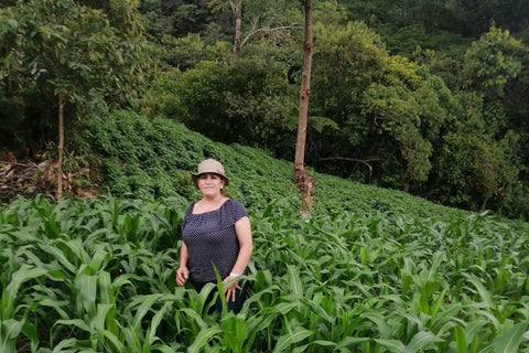 Bertilia standing in a field of corn