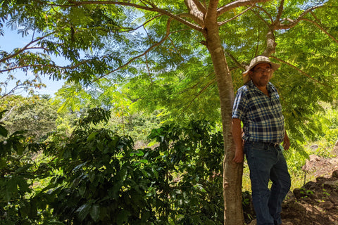 Coffee plants below tree cover