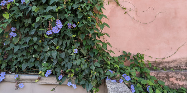 Vine with purple flowers next to pink plaster wall