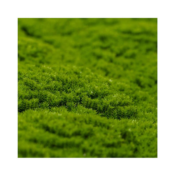 Fresh Natural Green Artificial Moss Green Wall Uv Resistant 1M X 1M