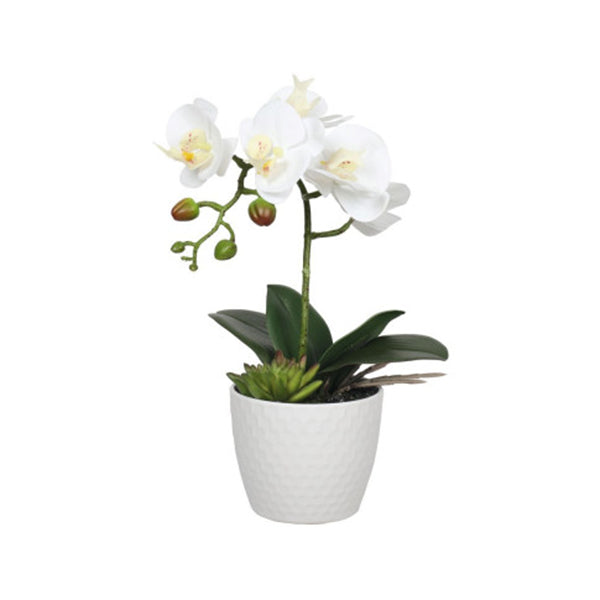 White Phalaenopsis Orchid With Decorative Pot 35Cm