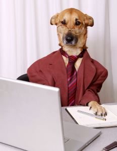 business_dog