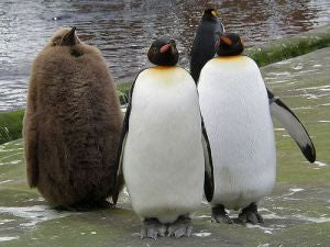 not-like-the-others-penguin
