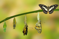 butterfly leadership