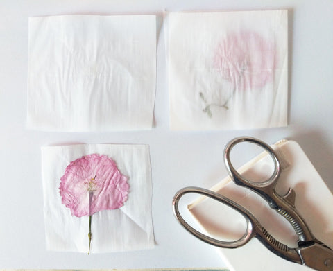 Pressed flower in parchment paper