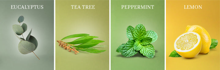 Peppermint, Lemon, Eucalyptus, Tea Tree leaf