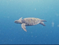 Sea Turtle