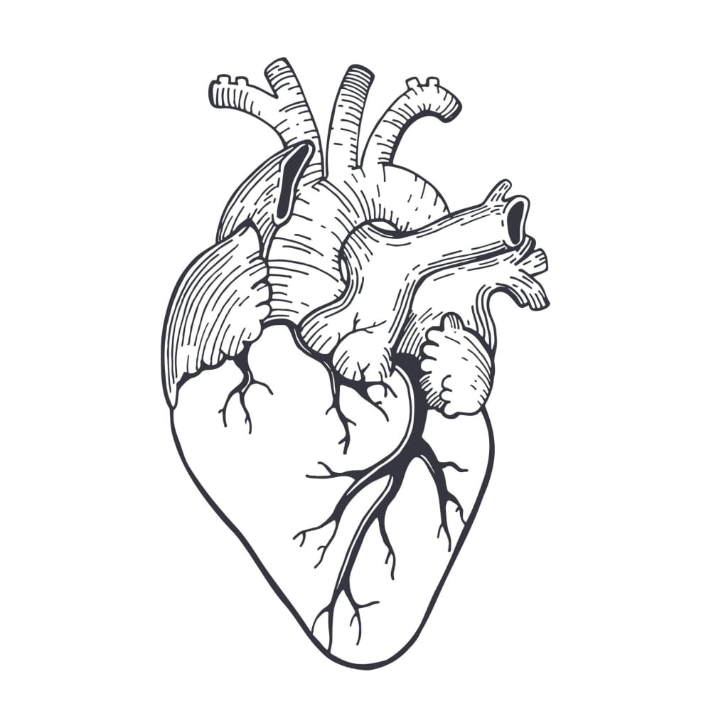 Анатомическое сердце эскиз