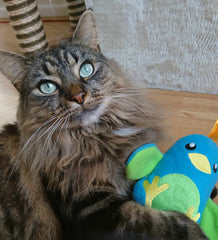 Mia and her Crackers Kitty Kicker