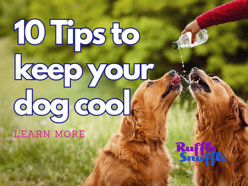 10 tips to keep your dog cool 