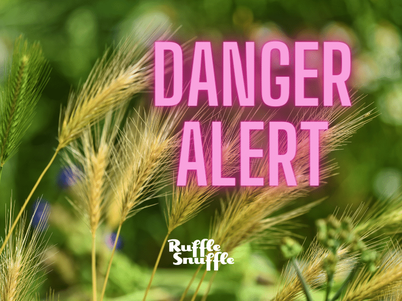 Foxtail Grass Seed Warning