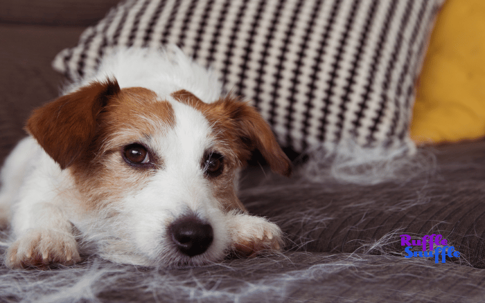 From Shedding to Smells: Cleaning Experts' Advice on Keeping a Spotless Home with Pets