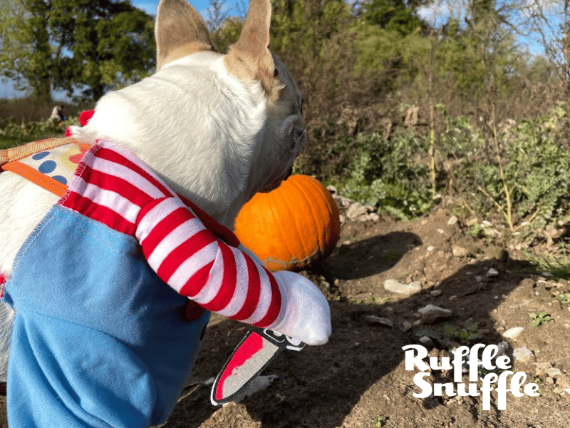 How to Make Halloween a Pawsitively Spooktacular Time for Your Furry Friend