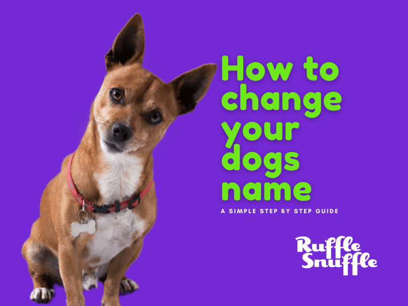 A Step-by-Step Guide to Renaming Your Dog