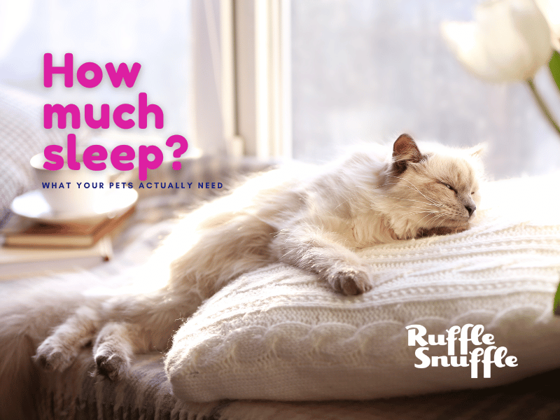 how much sleep pets need