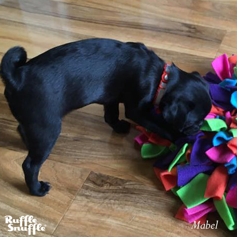 snuffle mat for pug