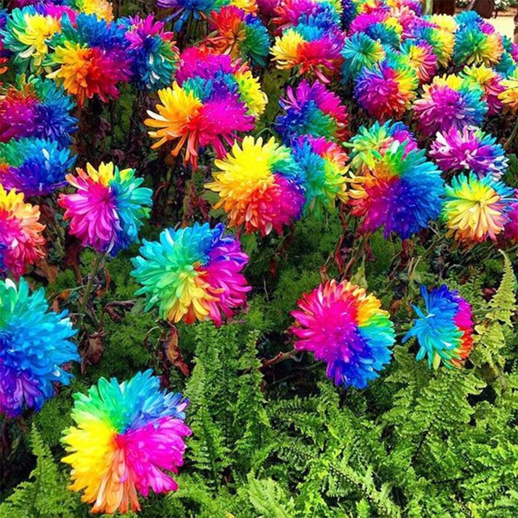 20 Rainbow  Chrysanthemum Flower Seeds Rare Color  Ready 