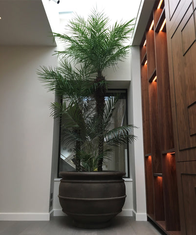 Artificial Palm Tree Display