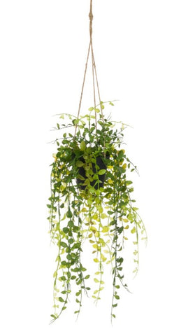 Premium Photo  Spanish moss. hanging plants with small plastic pot. upside  down. many beautiful plant hanging from ceiling in the greenhouse garden.
