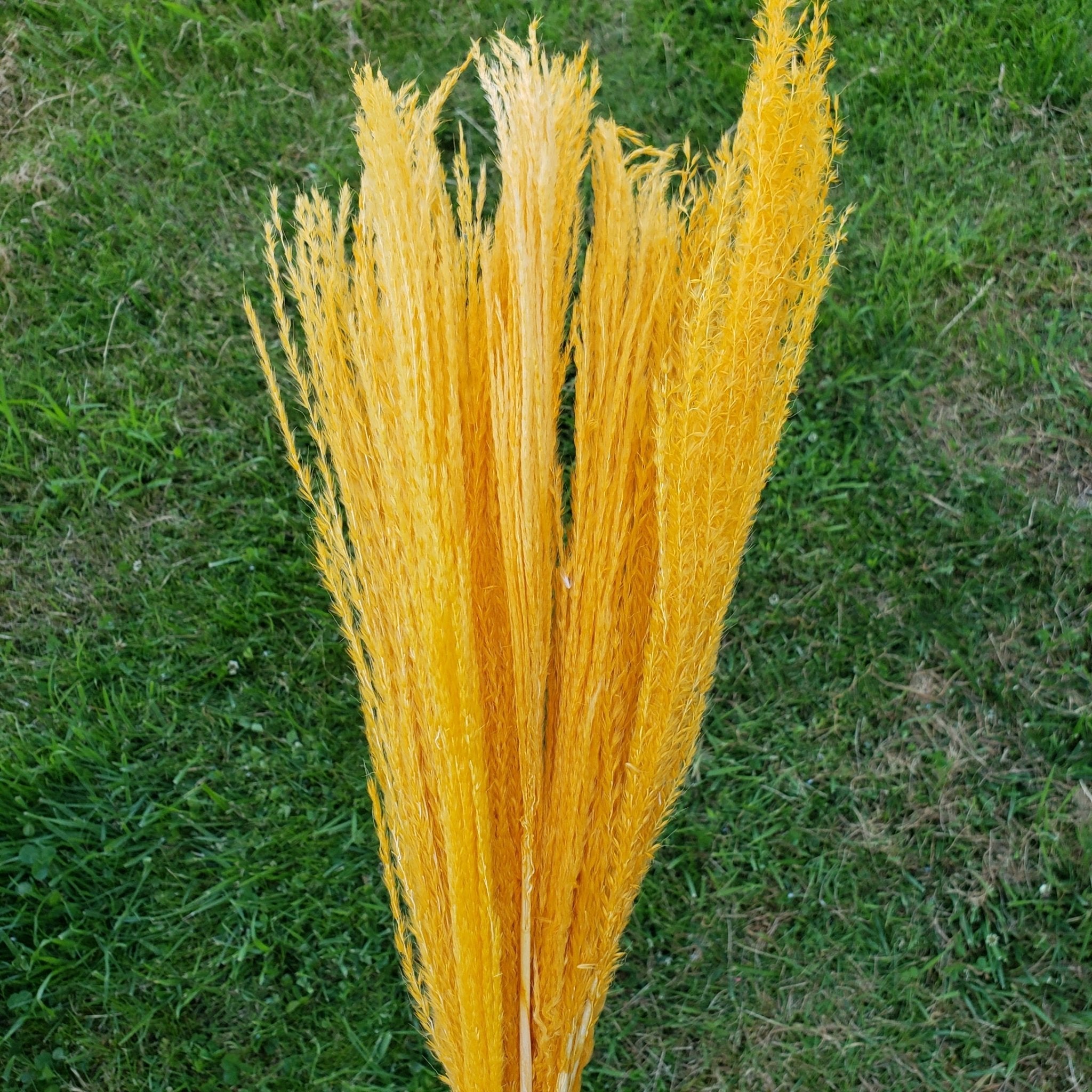 Dried Reed Grass, Small [Golden Yellow-Orange] - BLOOMINGFUL - wedding, event, decor, gift, bouquet, arrangement, bridal, garland, fresh dried preserved artificial silk, birthday housewarming foliage