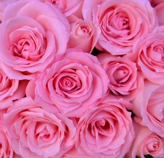 Fresh Luxury Long-Stemmed Roses, Bulk [Light-to-Medium Pink] – BLOOMINGFUL