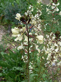 rocket in flower, arugula