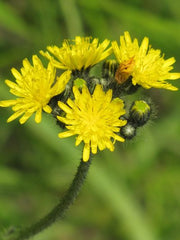 hawkweed
