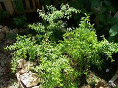 satureja viminea