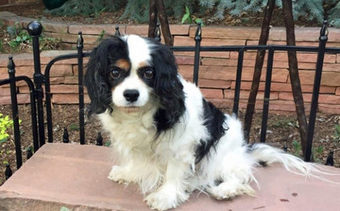 king charles cavalier rescue near me